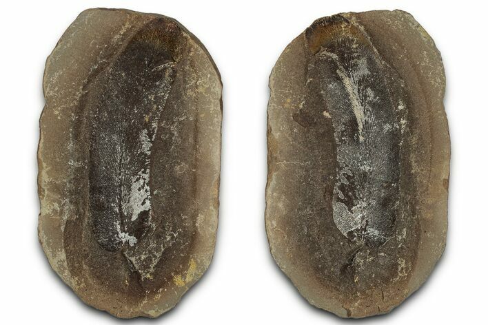 Macroneuropteris Fern Fossil Pos/Neg - Mazon Creek #331689